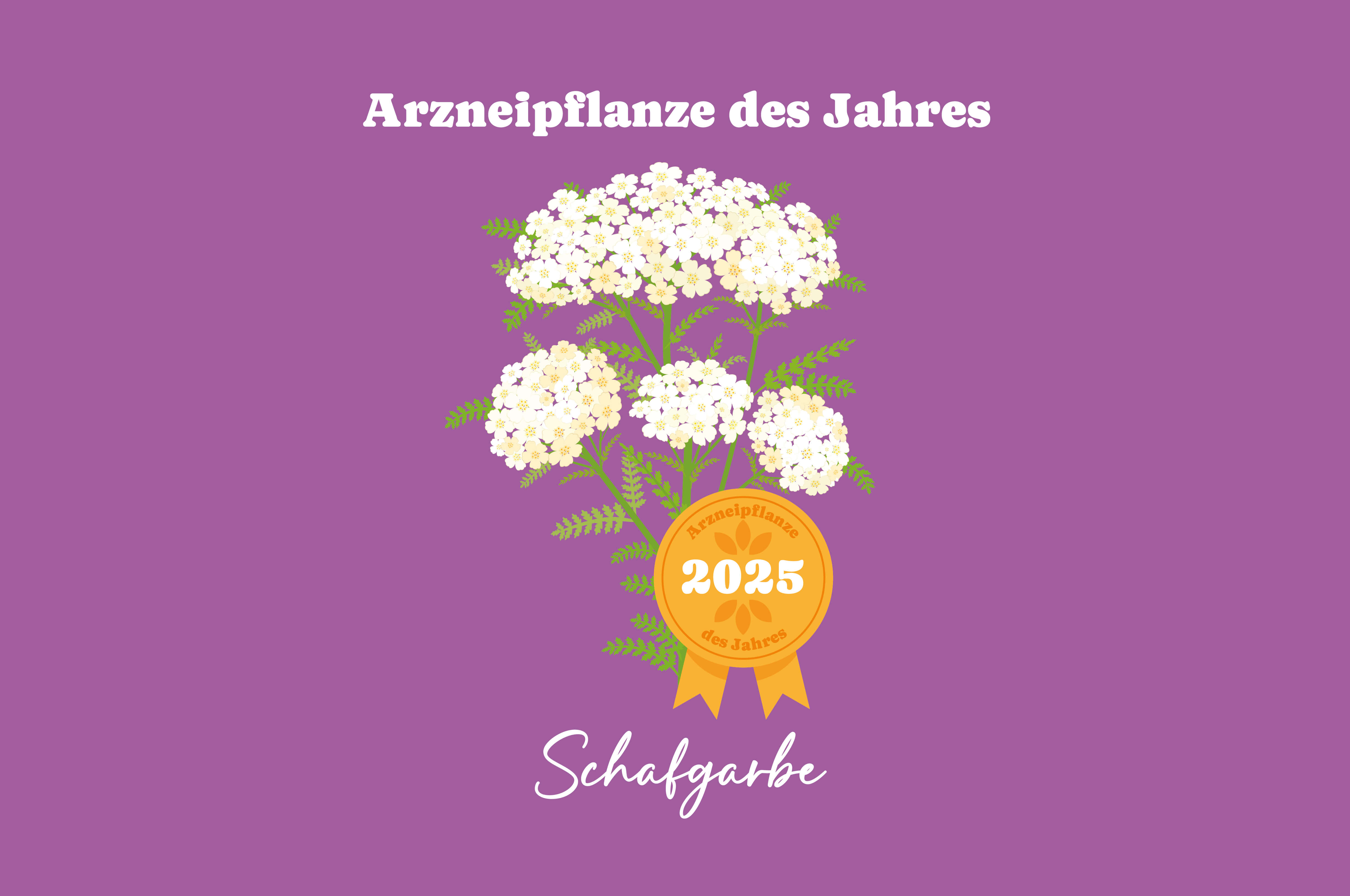 MenoLind_Arzneipflanze_des_Jahres_Schafgarbe2025