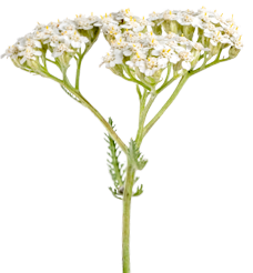 menolind-weisse-blueten-stiel_2025