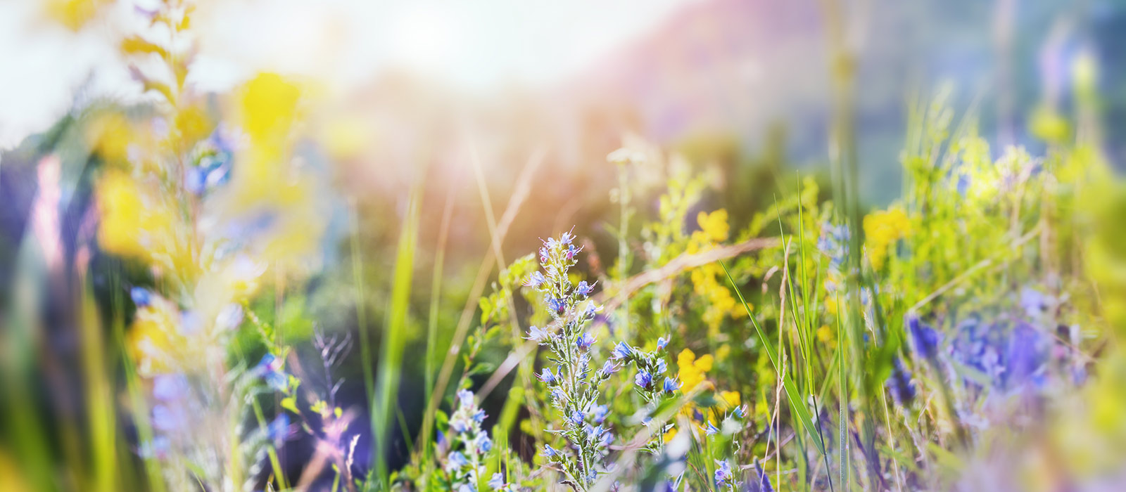Blumenwiese mit Sonnenstrahlen