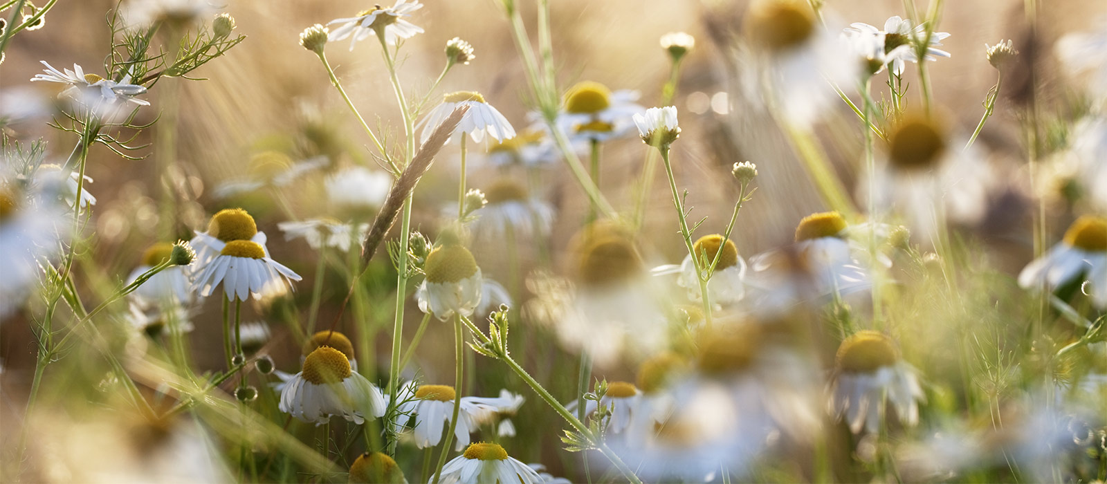 Wiese mit Gänseblümchen