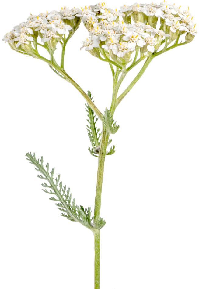 menolind-weisse-blueten_2_2025